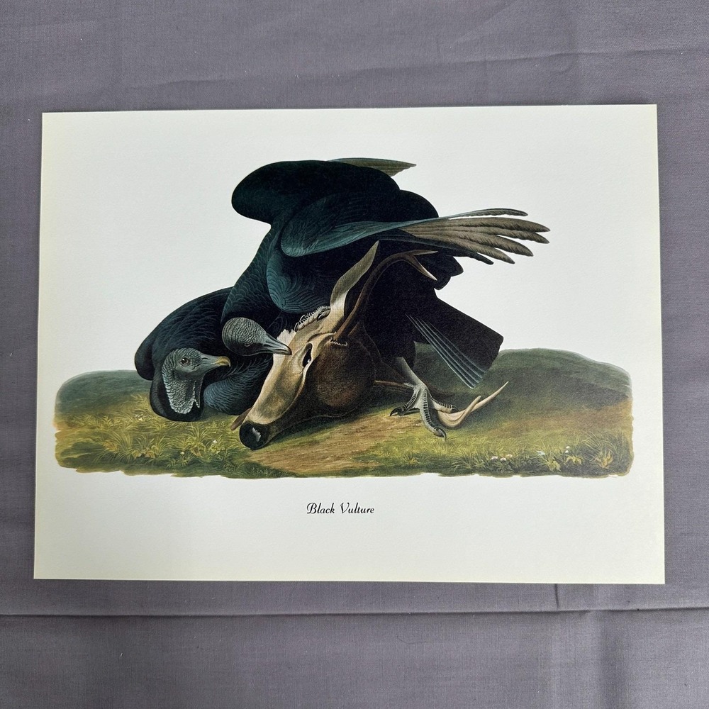 1950 Vintage Print Black Vulture  American Bird Art Illustration Audubon 8x11